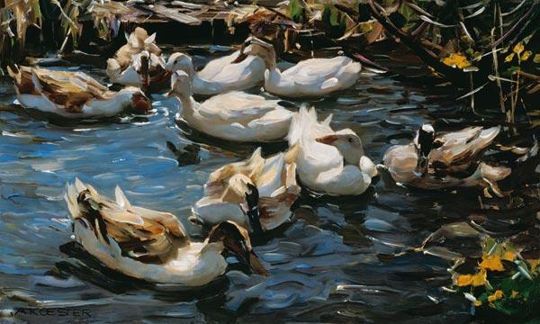 Nine ducks in the early spring