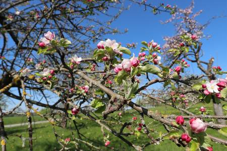 Der Frühling ist da