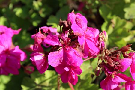 Pinke Blüten im Sommerlicht 