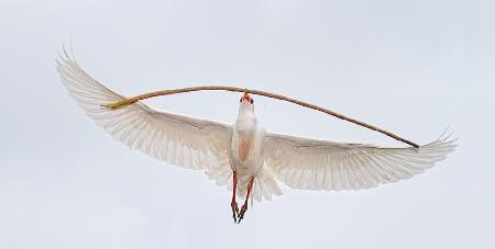 Carrying Big Stick