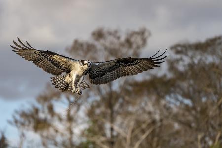 Morning Flight !