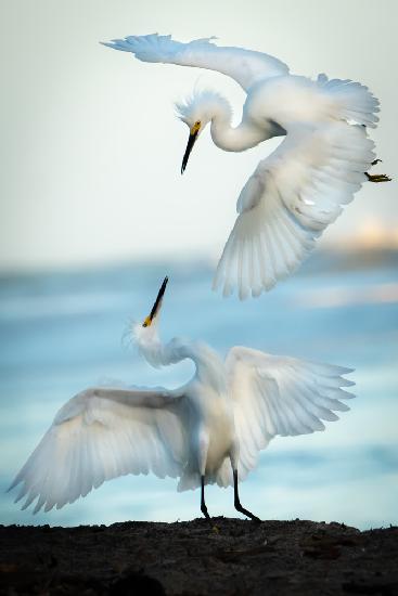 Snowy Egret Tango