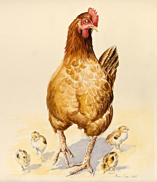 Georges Hen and her Chicks od Alison  Cooper