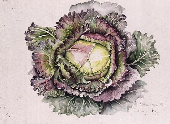 January King Cabbage (w/c)  od Alison  Cooper