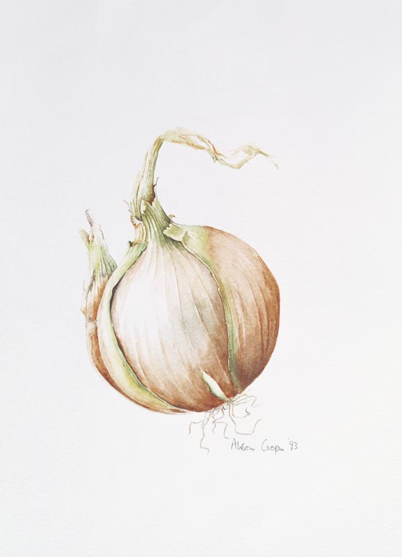 Onion Study, 1993 (w/c)  od Alison  Cooper