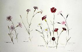 Carnations