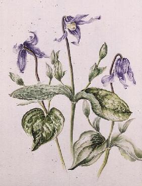 Clematis Integrifolia 