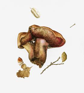 Wild Mushroom (w/c on paper) 