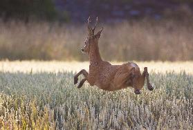 Deers flying over the cornfield