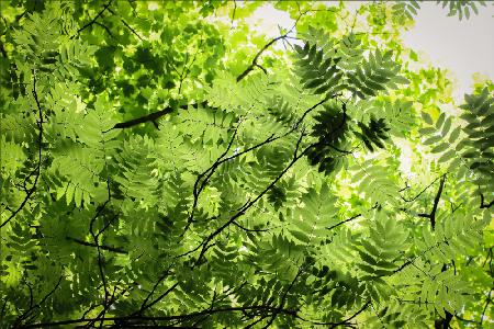 Rowan Tree Canopy