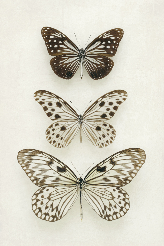 Three Neutral Butterflies od Alyson Fennell