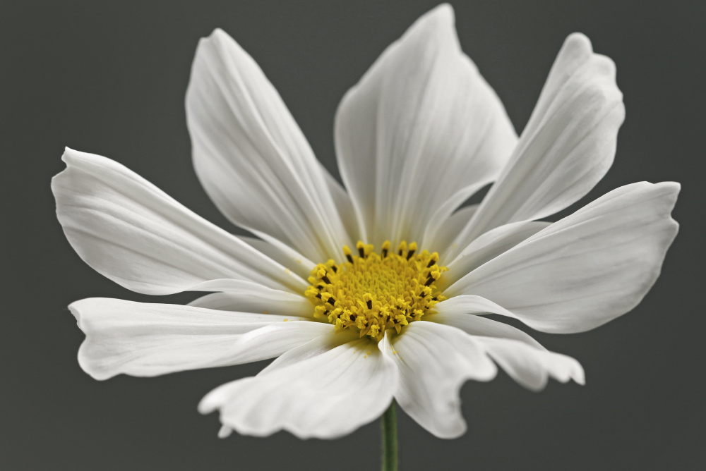 Cosmos Flower od Alyson Fennell