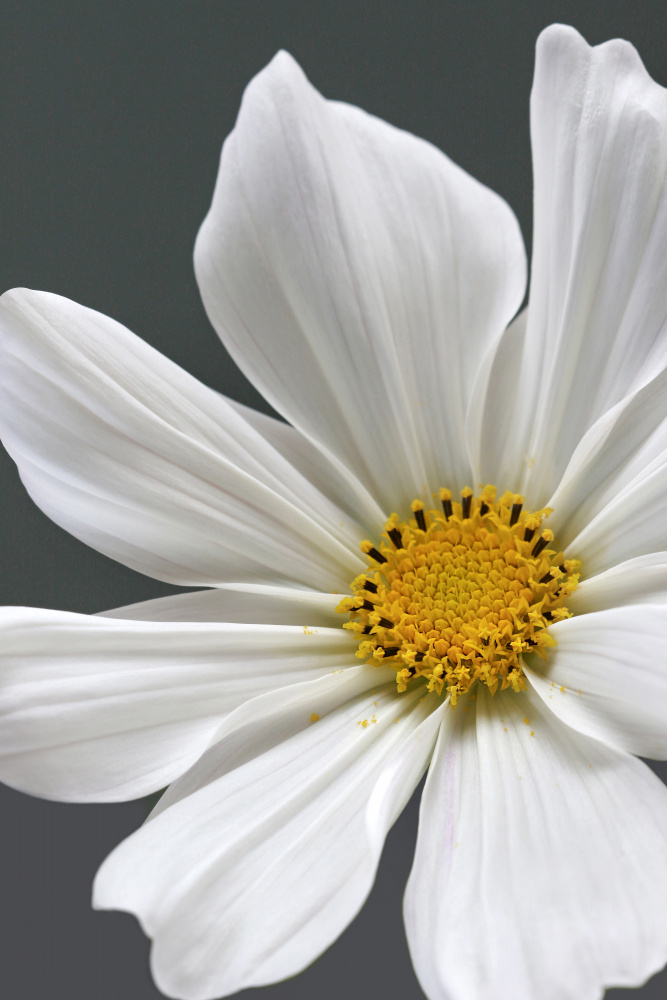Cosmos Flower Closeup od Alyson Fennell