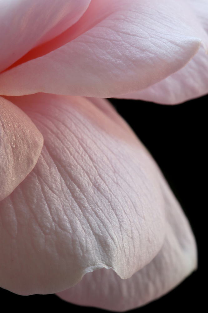 Pink English Rose Closeup od Alyson Fennell