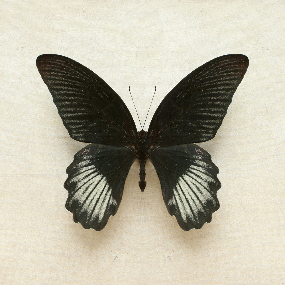 Black Mormon Butterfly Square od Alyson Fennell