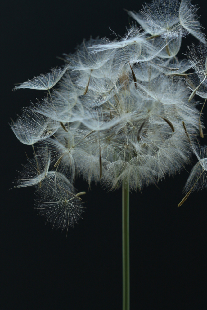 Salsify Seed Head od Alyson Fennell