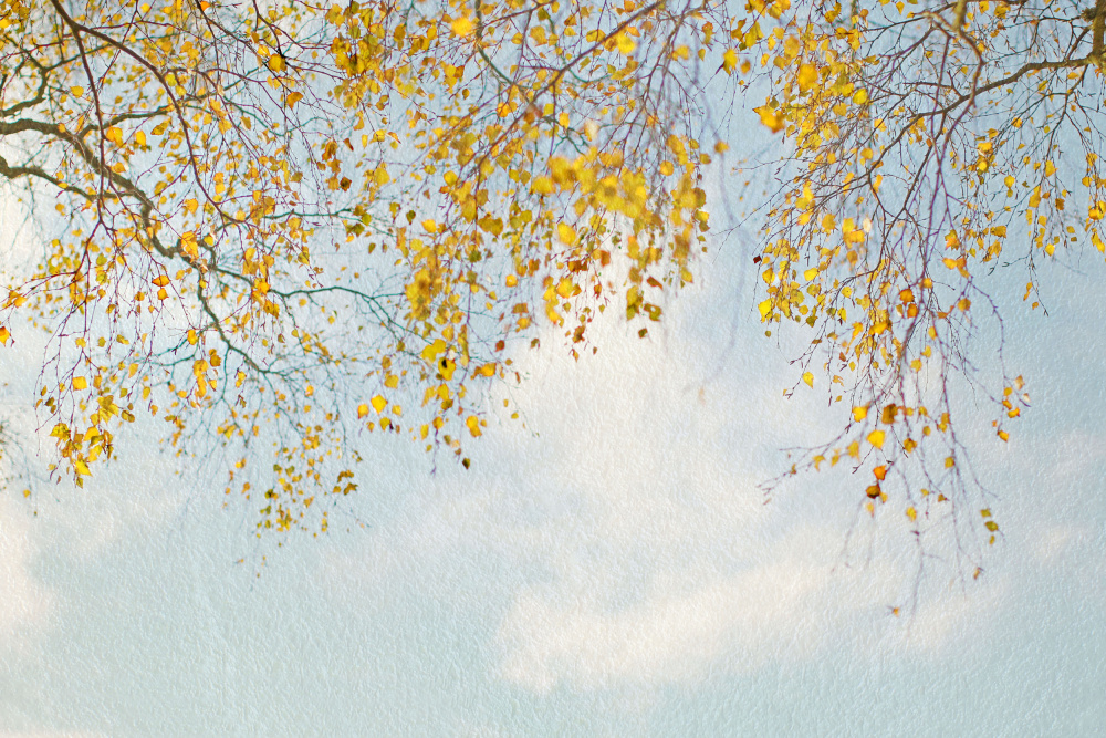 Silver Birch Leaves On Blue Sky od Alyson Fennell
