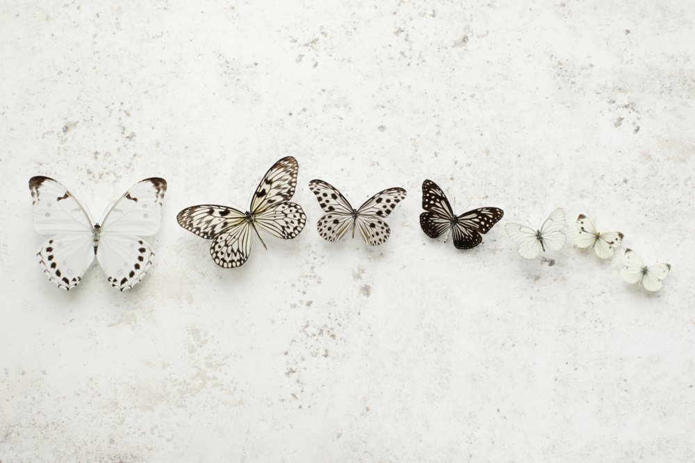 Dancing Speckled Butterflies od Alyson Fennell
