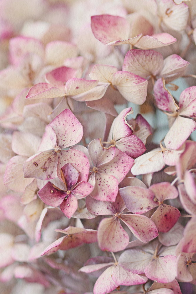 Vintage Pink Hydrangea Petals od Alyson Fennell