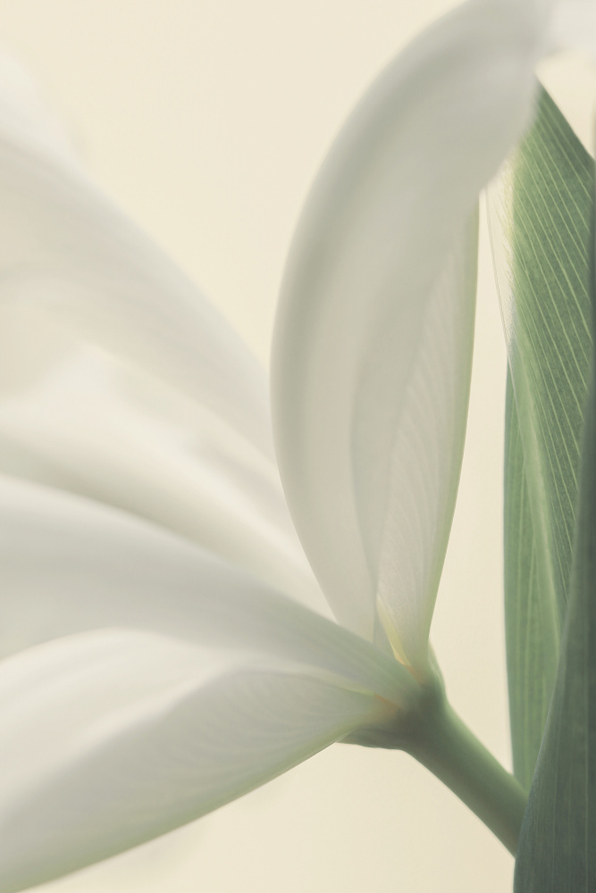 White Iris Flower od Alyson Fennell