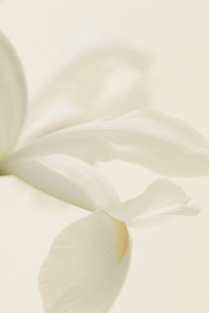 White Iris Flower Close Up od Alyson Fennell