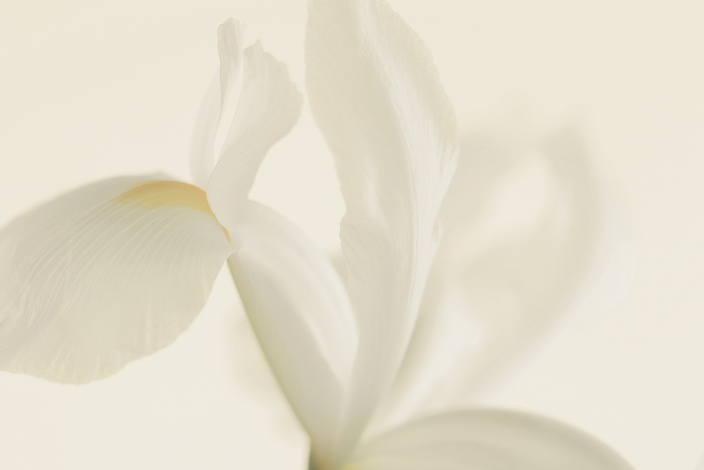 White Iris Flower Close Up od Alyson Fennell