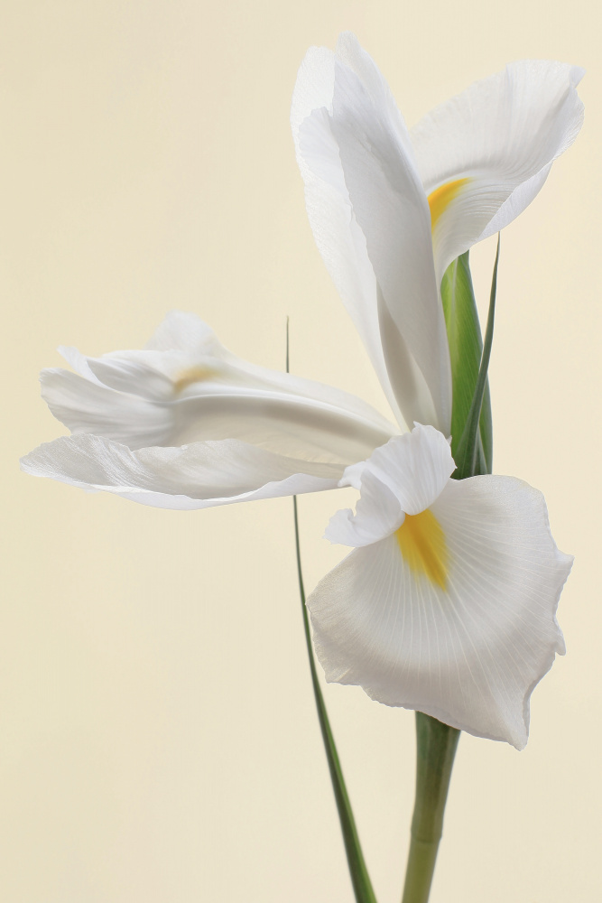 White Iris Flower Portrait od Alyson Fennell