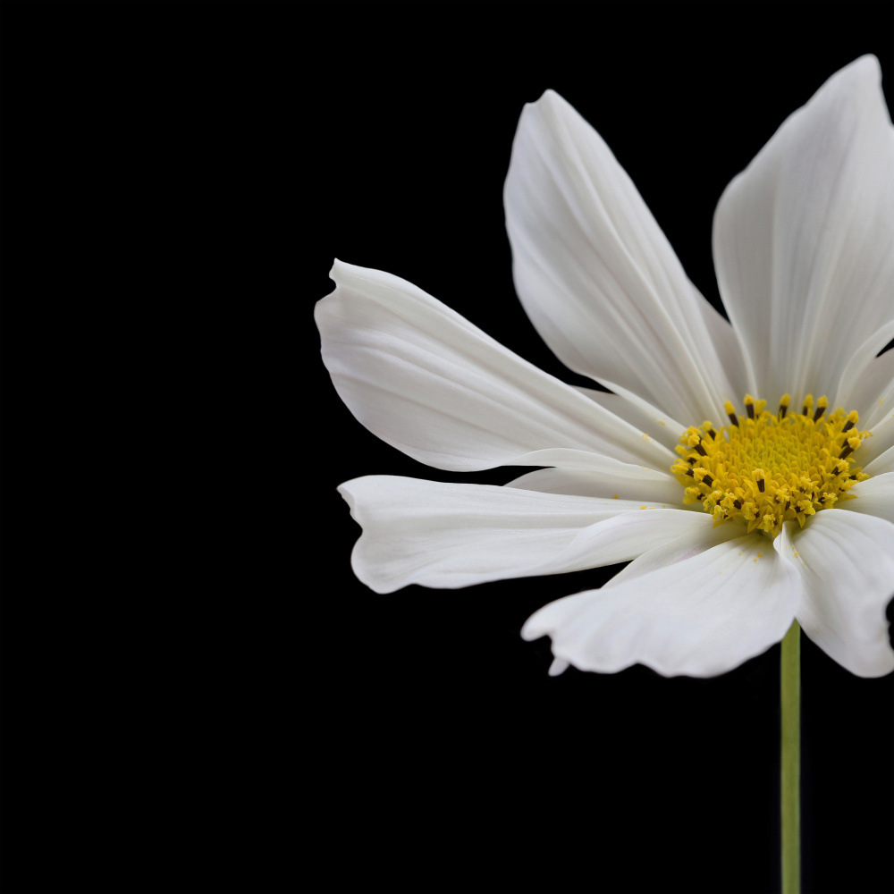 White Cosmos Flower Square od Alyson Fennell