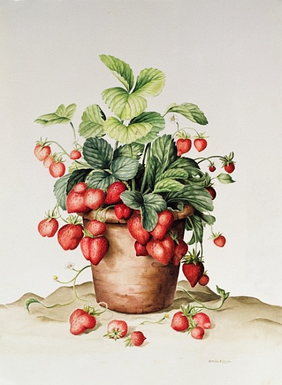 Strawberries in a pot od  Amelia  Kleiser