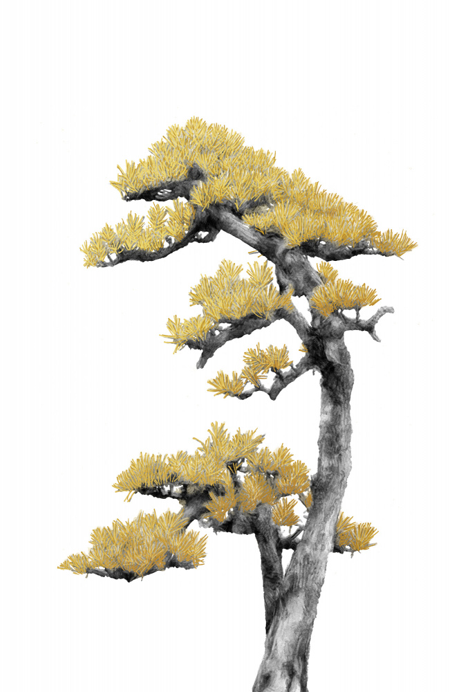 Bonsai Tree 04 od amini54