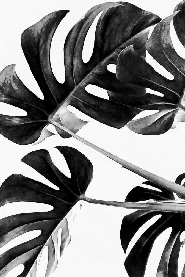 Monstera Black and White 05