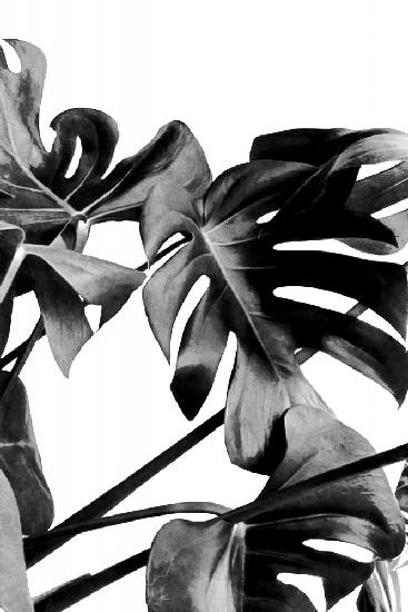 Monstera Black and White 06