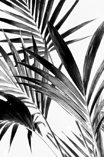 Palm Leaves Black and White 02