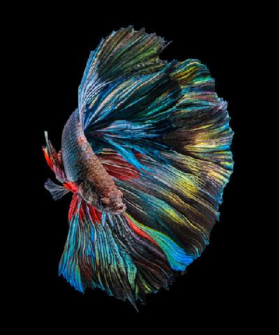 The  Betta Fish