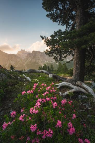 Mountain flowering