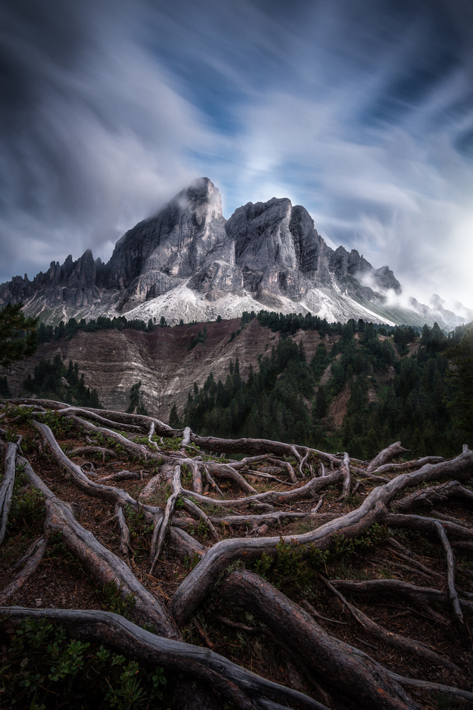 Between roots and clouds od Andrea Zappia