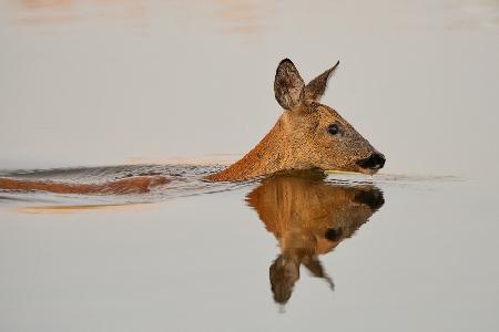 Practicing her delightful morning swim...