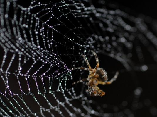 Wet Spider II od Andreas Kellner