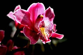 Cymbidium