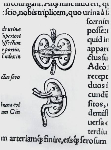 Kidney, two sections od Andreas Vesalius