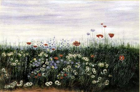 Poppies, Daisies and other Flowers by the Sea od Andrew Nicholl