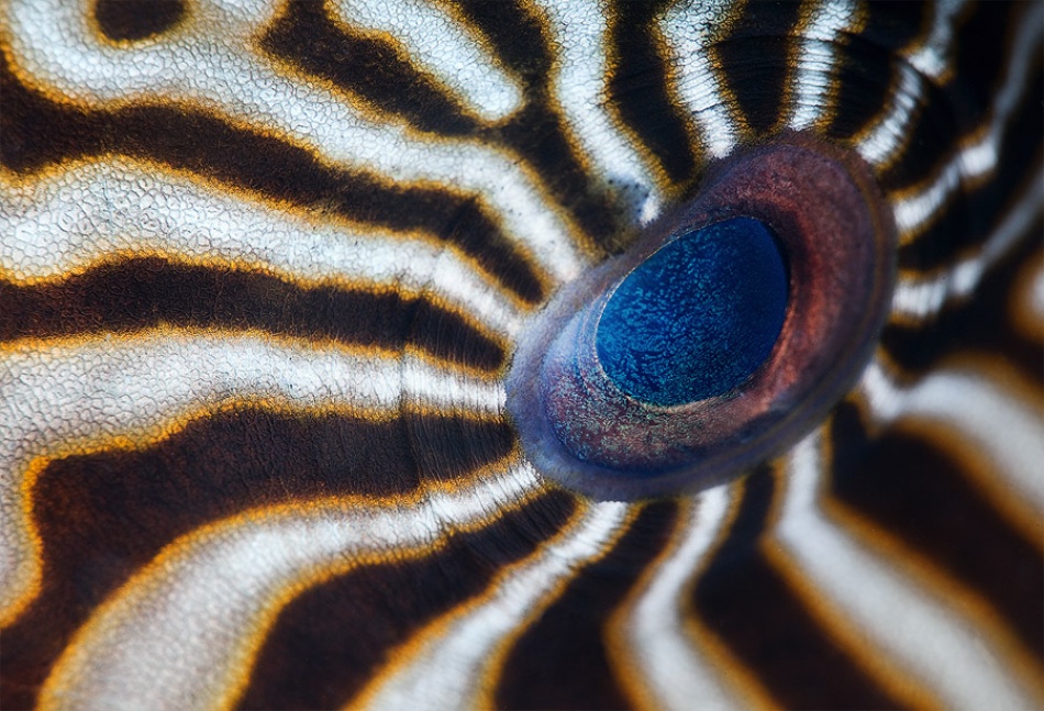 Hypnotic eye od Andrey Narchuk