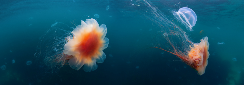 Jellyfish sea od Andrey Narchuk