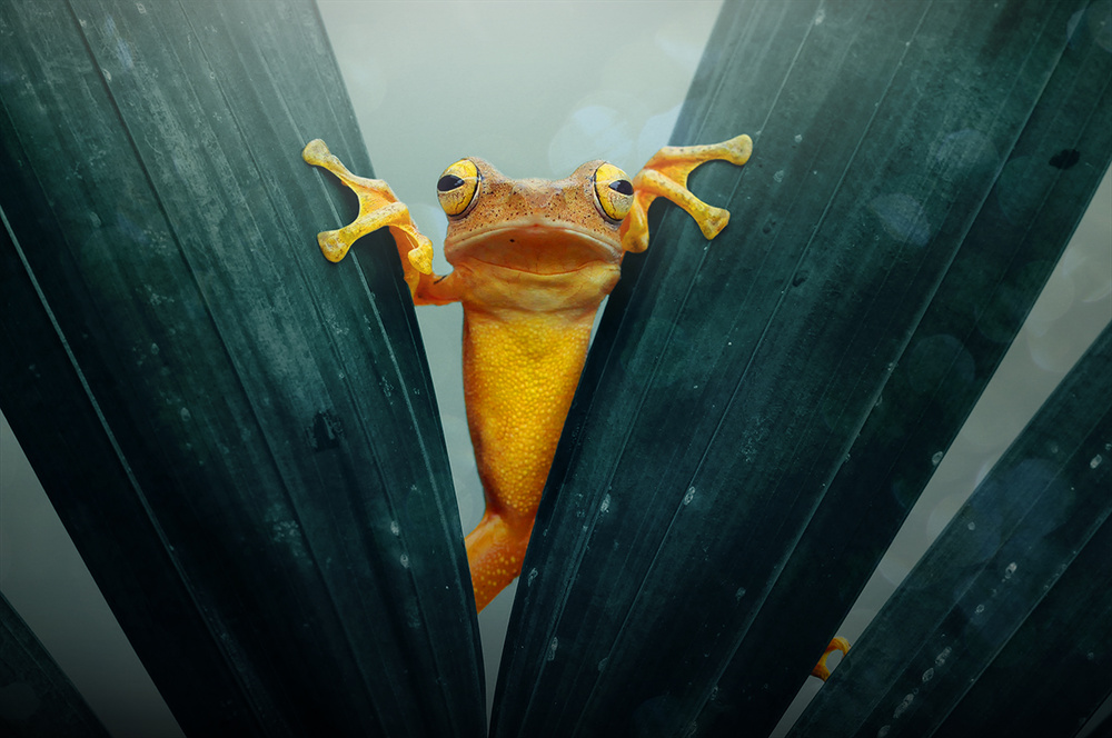 Gold Frog od Andri Priyadi