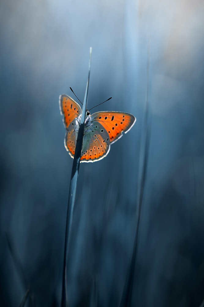 shy butterfly od Andrii Kazun