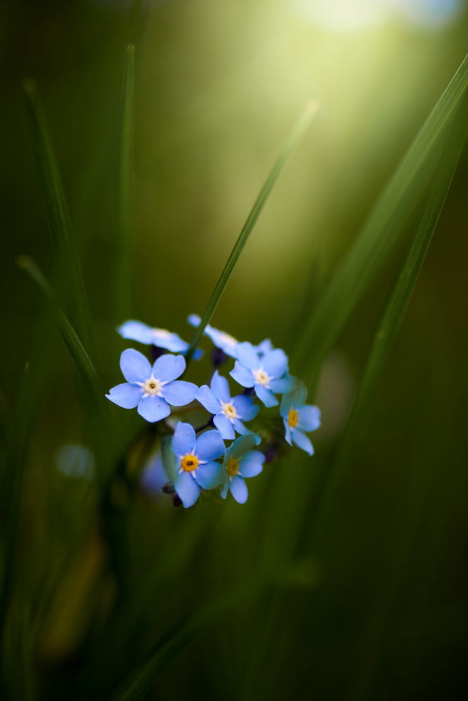 Forget-me-not od Andrii Kazun