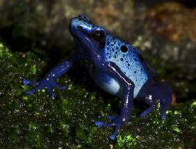 Dendrobates tinctorius azureus