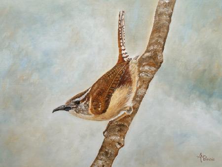 Sweet Carolina Wren