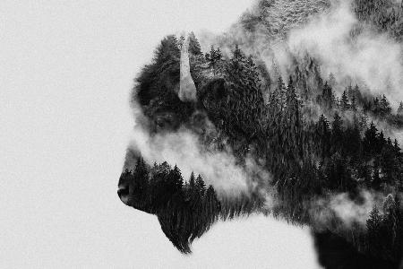 Bison