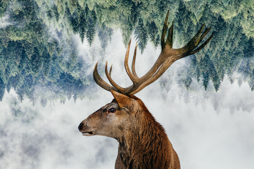 The Deer and the woods od Angyalosi Beáta